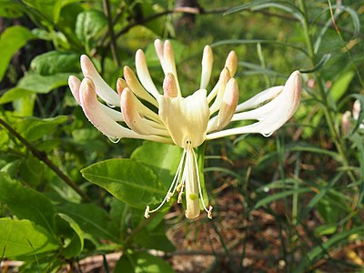 [Chroniony] Wiciokrzew pomorski (Lonicera periclymenum), lasy przybrzeżne, 2020-06-29