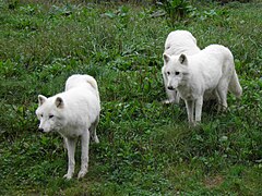 Loups blancs arctiques.