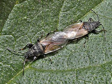 Mating couple Lygaeidae - Oxycarenus hyalinipennis.JPG