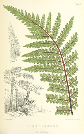 Beskrivelse av bildet MELLISS (1875) p471 - PLATE 54 - Dicksonia Arborescens.jpg.