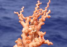 Photo of collected coral branch in sunlight