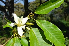 Description de l'image Magnolia nilagirica.JPG.
