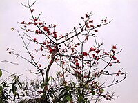 Shimul flower in summer Mahua flower in summer.JPG