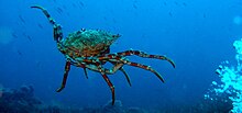 A spiny spider crab swimming in a marine reserve in the Balearic Islands Maja squinado swimming.jpg