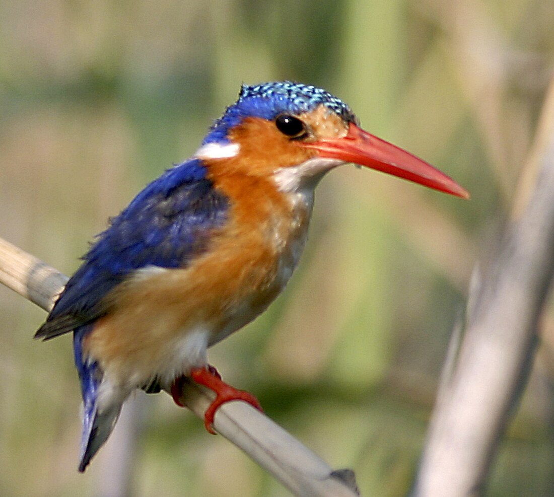 Martin-pêcheur huppé