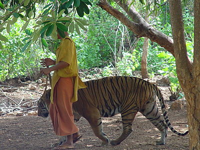 راهب يأخذ ببر للنزهة في معبد الببر