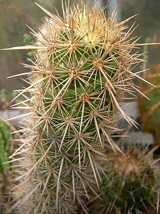 <i>Cochemiea halei</i> Species of cactus