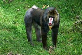 Mandrill