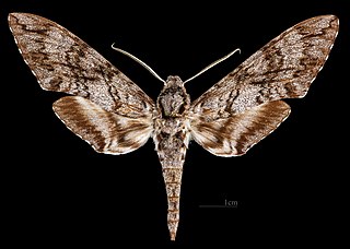 <i>Manduca corumbensis</i> Species of moth