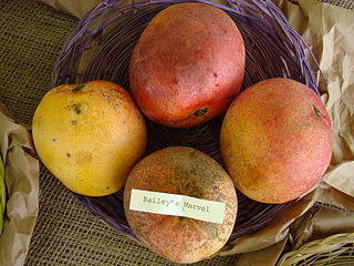 <span class="mw-page-title-main">Bailey's Marvel</span> Mango cultivar
