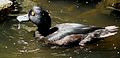 New Zealand scaup