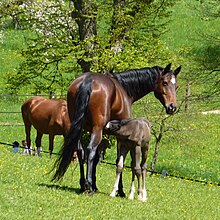 Zuchtstute menschliche breed in