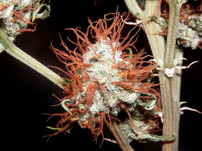 File:Marijuana Plant.jpg