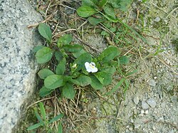 Mazus pumilus