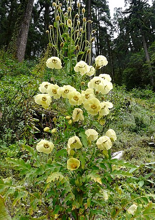 <i>Meconopsis autumnalis</i> Species of flowering plant in the poppy family Papaveraceae