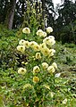 Meconopsis autumnalis