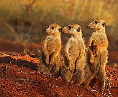 Drie graatjiemeerkatte (Suricata suricatta) in die Tswalu Kalaharireservaat, Suid-Afrika.