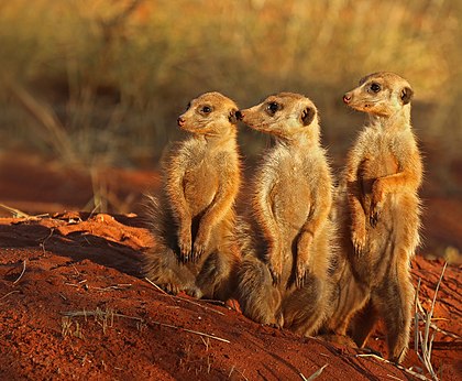 Suricatas (Suricata suricatta) na Reserva Tswalu Kalahari, província do Cabo Setentrional, África do Sul. (definição 3 425 × 2 283)