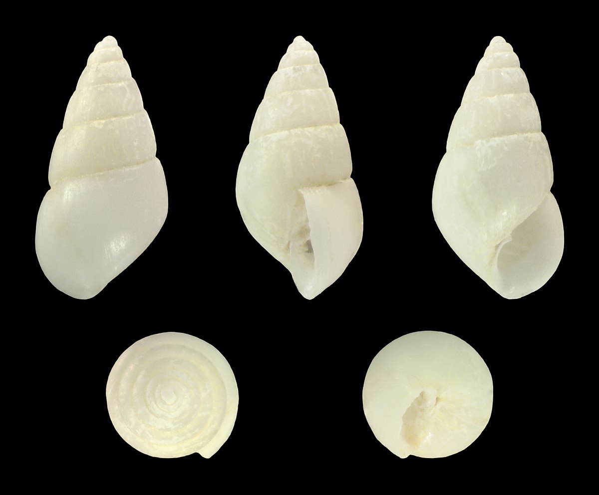 Губы ракушки. Odostomia Alba. Neolloydia conoidea. Taxonomy of the conoidea (Tucker & Tenorio, 2009).