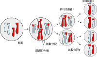 Meiosis Overview.svg