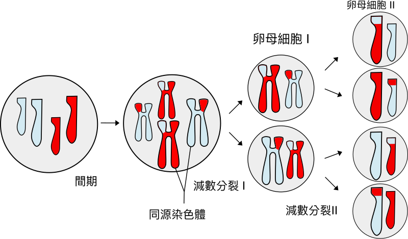 800px-Meiosis_Overview.svg.png