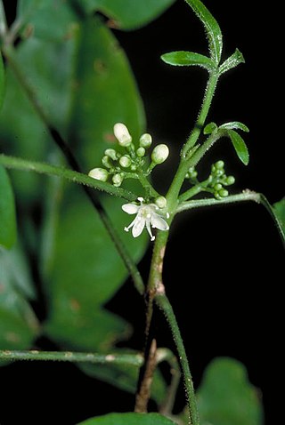 <i>Melicope broadbentiana</i> Species of shrub