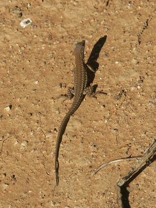 <i>Meroles</i> Genus of lizards