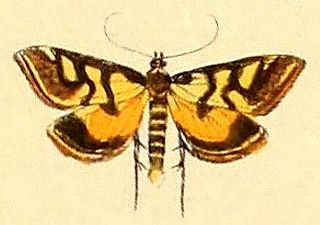 <i>Metallarcha beatalis</i> Species of moth