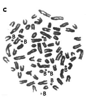 <span class="mw-page-title-main">B chromosome</span>