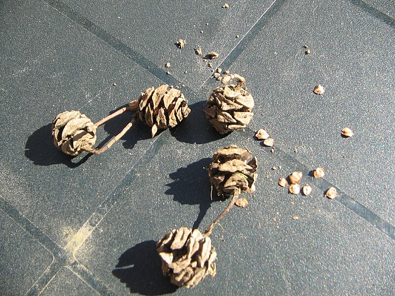 File:Metasequoia (cones).jpg