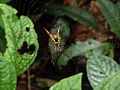 Micrathena spec., Costa Rica