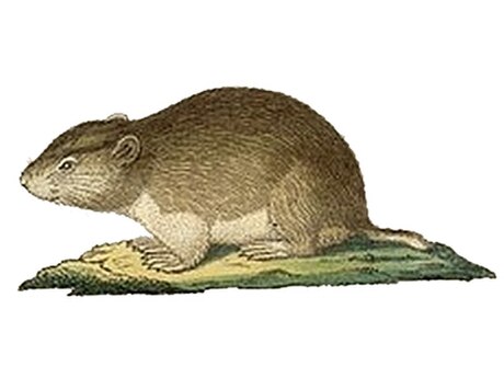 Microtus socialis