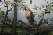 Wisconsin Fields and Woods: Red-tailed Hawk