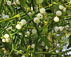 Mistletoe growing on a tree, showing white berries in medium close-up