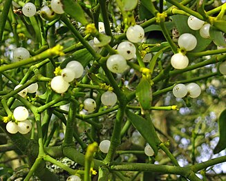 Mistletoe berries in Wye Valley