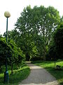 Platan javorolistý v parku Štěpánka v Mladé Boleslavi.