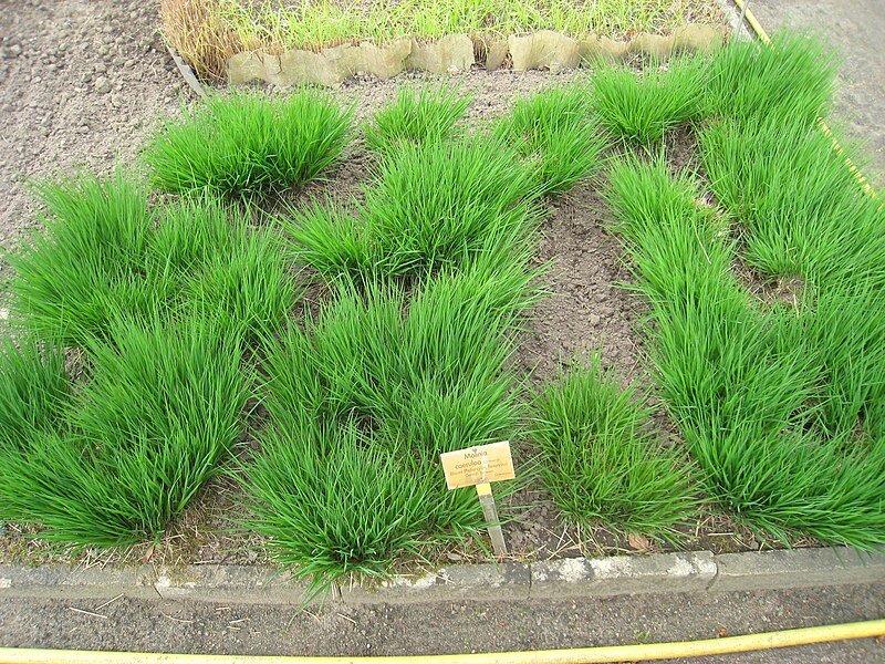 File:Molinia caerulea - Berlin Botanical Garden - IMG 8574.JPG