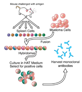 Monoclonal antibody Antibodies from clones of the same blood cell