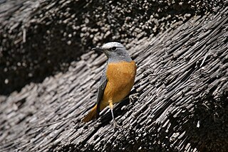 Rock thrush Genus of birds