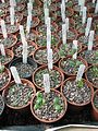 "More_seedlings_-_Flickr_-_peganum.jpg" by User:Josve05a