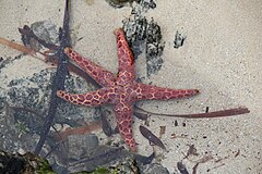 File:Mosaic Seastar (49732939638).jpg (Category:Plectaster decanus)