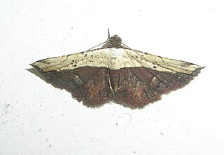 <i>Oruza divisa</i> Species of moth