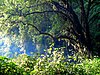 Mount Elgon Forest.jpg