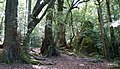 Temperate rainforest near the summit.