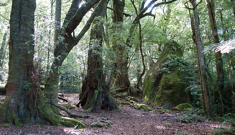 File:Mount Gulaga temperate rainforest.jpg