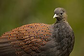 Mountain Peacock-pheasant Male.jpg