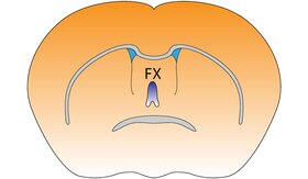 Fornix of the mouse brain