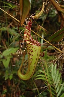 <i>Nepenthes hurrelliana</i> Species of pitcher plant from Borneo