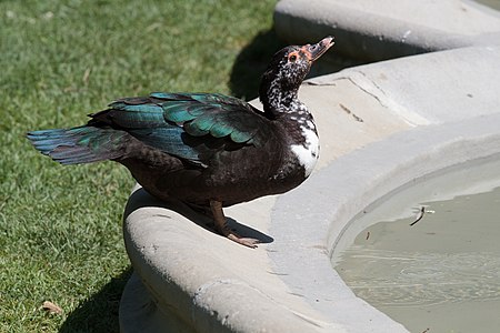 Cairina moschata ♀ - Canard musqué