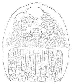 <i>Mycterops</i> Extinct genus of sea scorpions